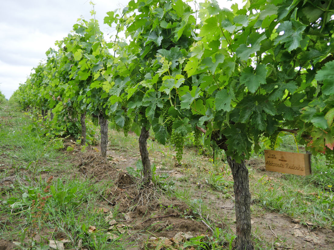 Виноградник на урожай